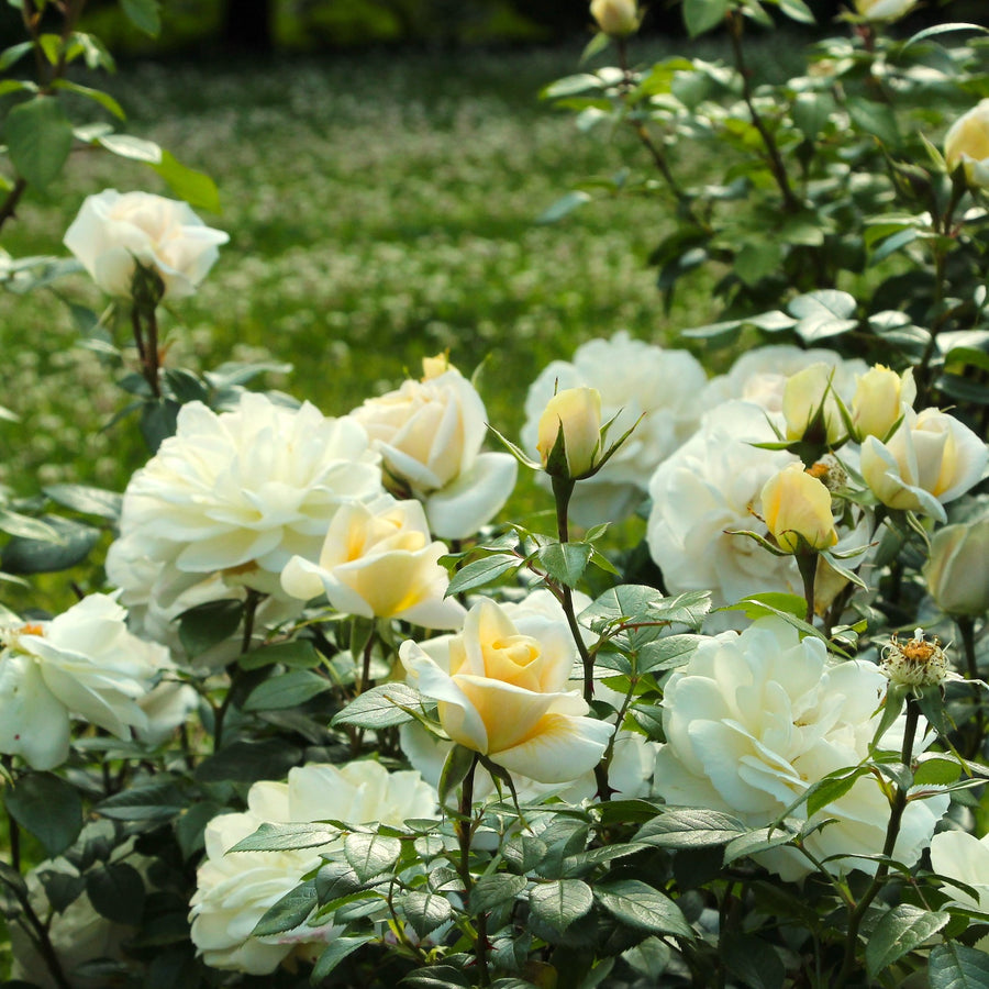 Diamond 60th Wedding Anniversary Rose Bush Gift Wrapped  3