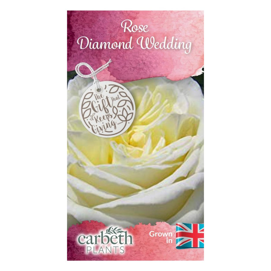 Diamond Wedding Rose Plant - 60th Wedding Anniversary diamondweddinglabel 3