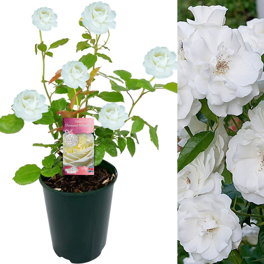 Diamond Wedding Rose Plant - 60th Wedding Anniversary diamondweddingrose 2