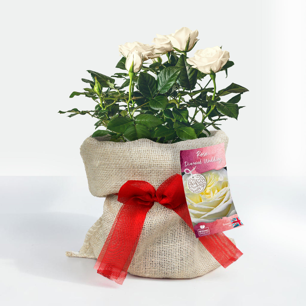 Diamond 60th Wedding Anniversary Bush Gift Wrapped