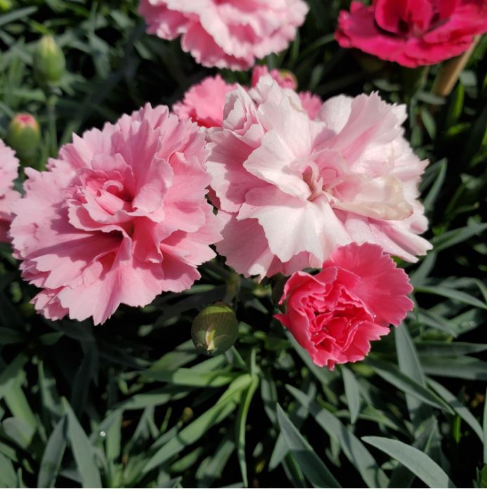 Dianthus I Love You Flowering Plant Dianthus I Love You Flowering Plant image1 1