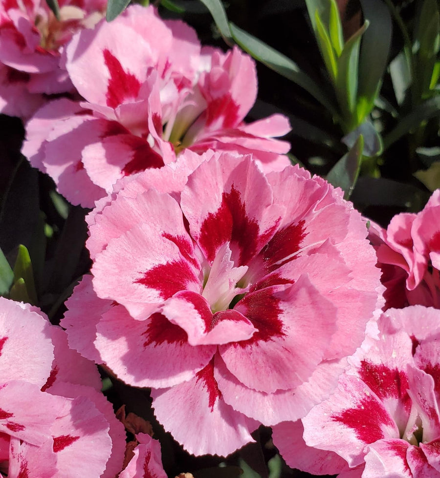 Dianthus 'Oscar' - 3 Mix Colours Plants Dianthus 'Oscar' - 3 Mix Colours Plants image4 4