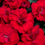 Dianthus caryophyllus 'Oscar Carnation'  1