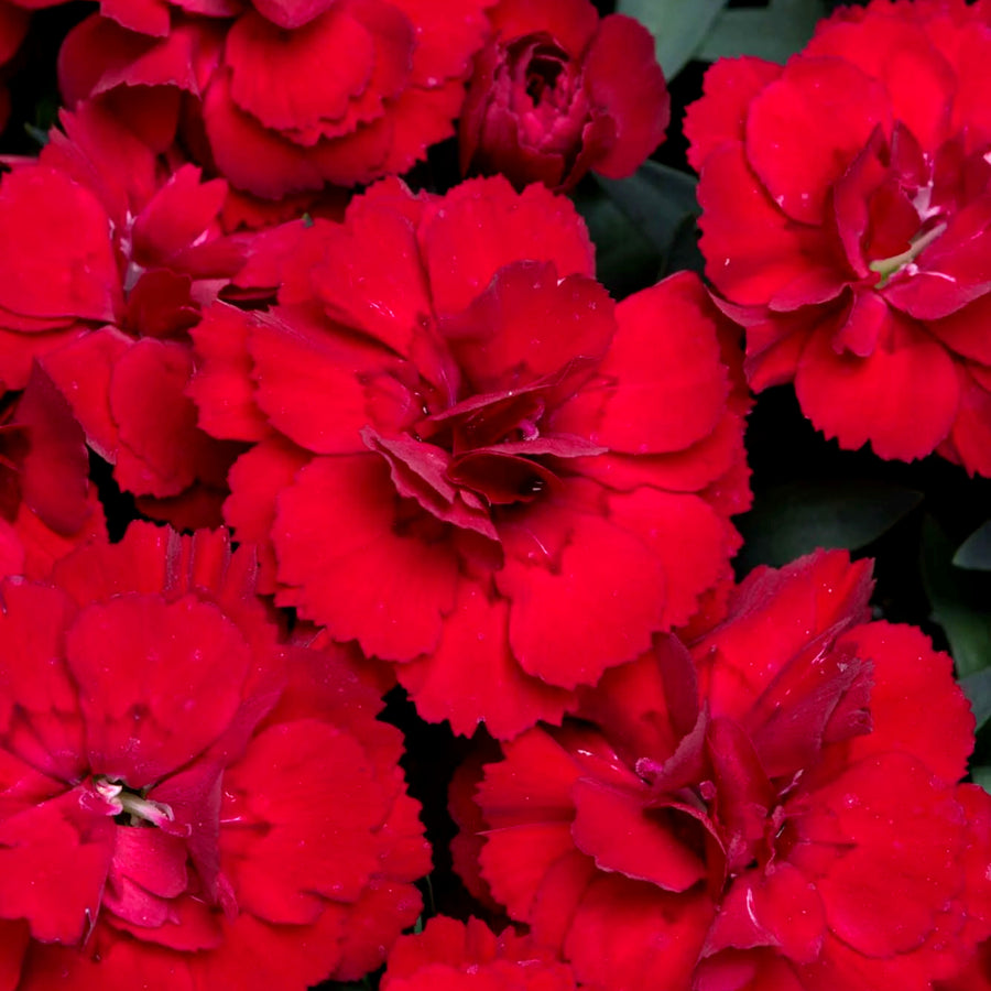 Dianthus caryophyllus 'Oscar Carnation'  1