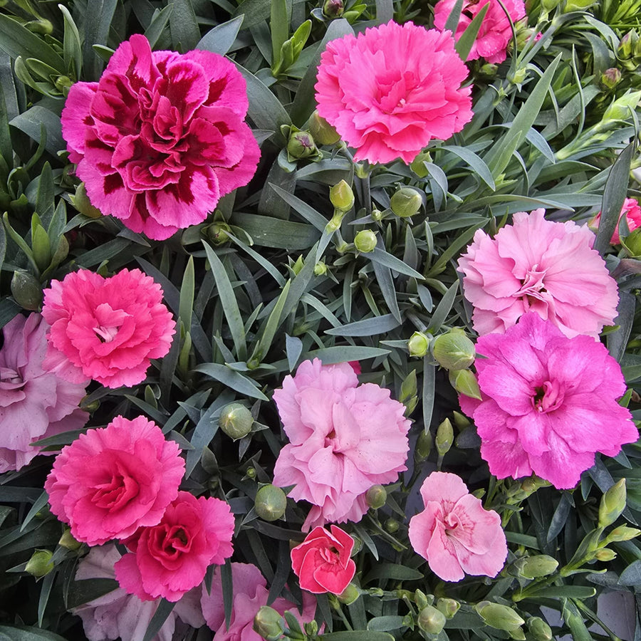 Dianthus caryophyllus 'Oscar Carnation'  4