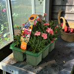 Dianthus caryophyllus 'Oscar Carnation'  4