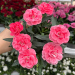 Dianthus caryophyllus 'Oscar Carnation'  1