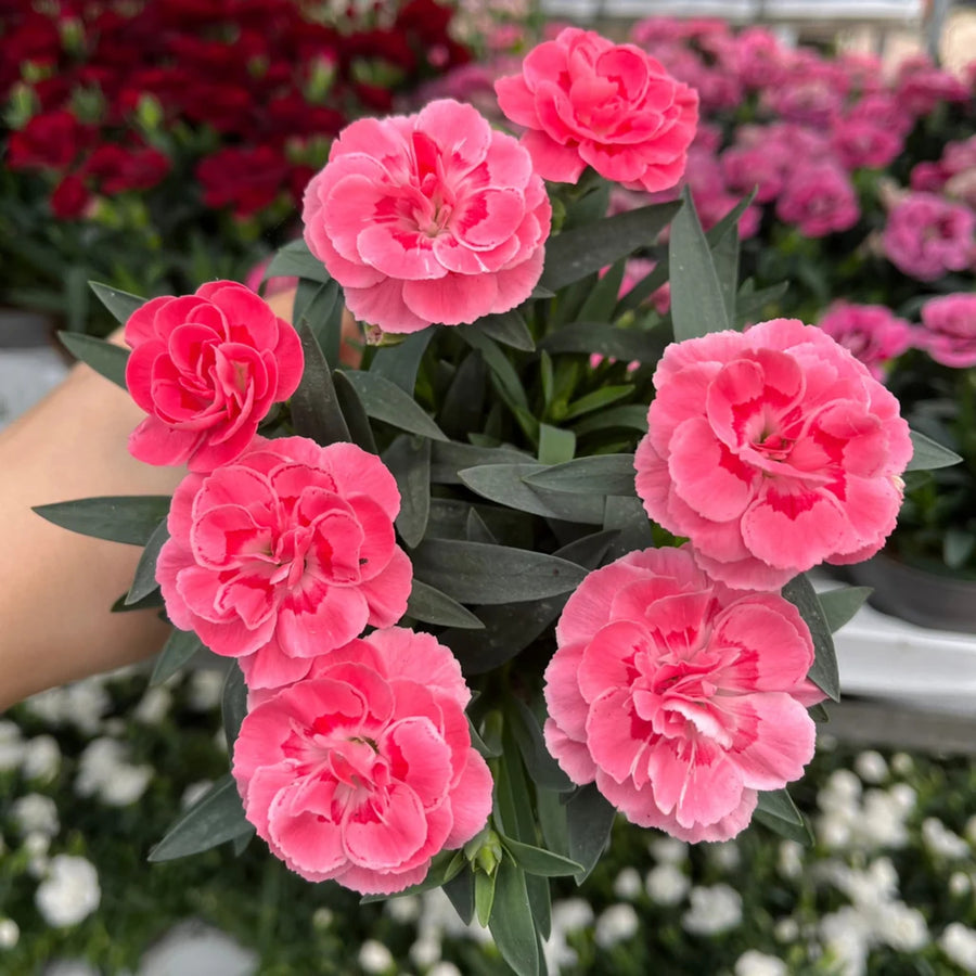 Dianthus caryophyllus 'Oscar Carnation'  1