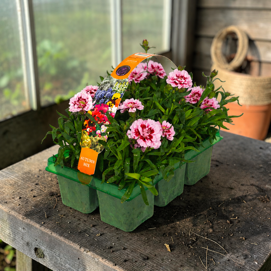 Dianthus caryophyllus 'Oscar Carnation'  7