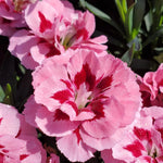 Dianthus caryophyllus 'Oscar Carnation'  11