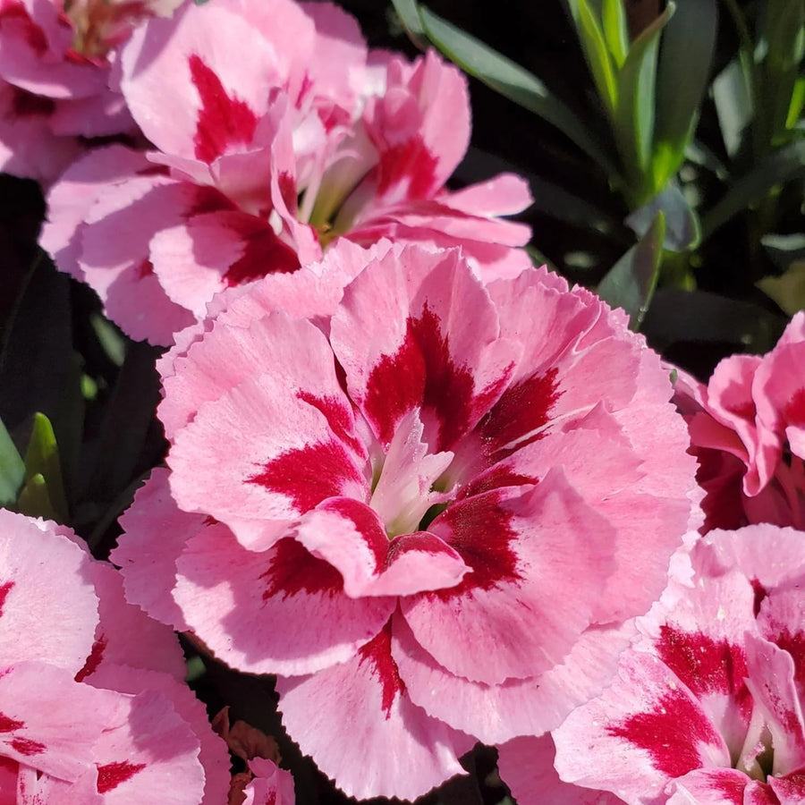 Dianthus caryophyllus 'Oscar Carnation'  11