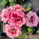 Dianthus caryophyllus 'Oscar Carnation'  13