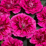 Dianthus caryophyllus 'Oscar Carnation'  5