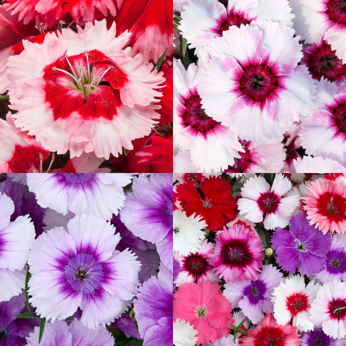 Dianthus Bedding Plants Collage of Dianthus flowers in a variety of colours, including red, pink, white, lavender, and purple, each bloom featuring fringed petals and vivid contrasting centres, creating a striking and colourful floral display. 1