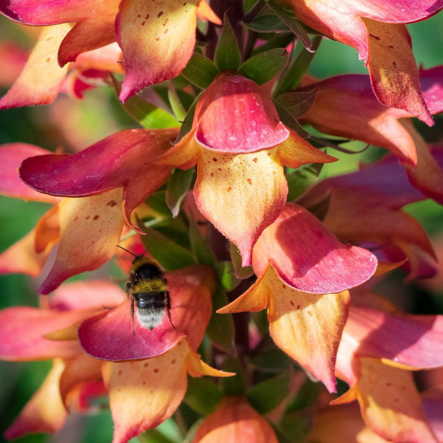 Foxglove Digitalis 'Firebird' 3 x Foxglove Digitalis 'Firebird' image2 3