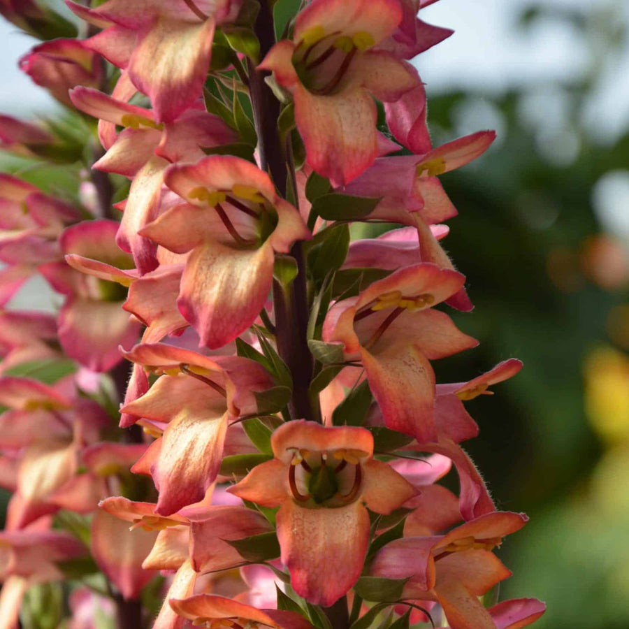 Foxglove Digitalis 'Firebird' 3 x Foxglove Digitalis 'Firebird' image4 1