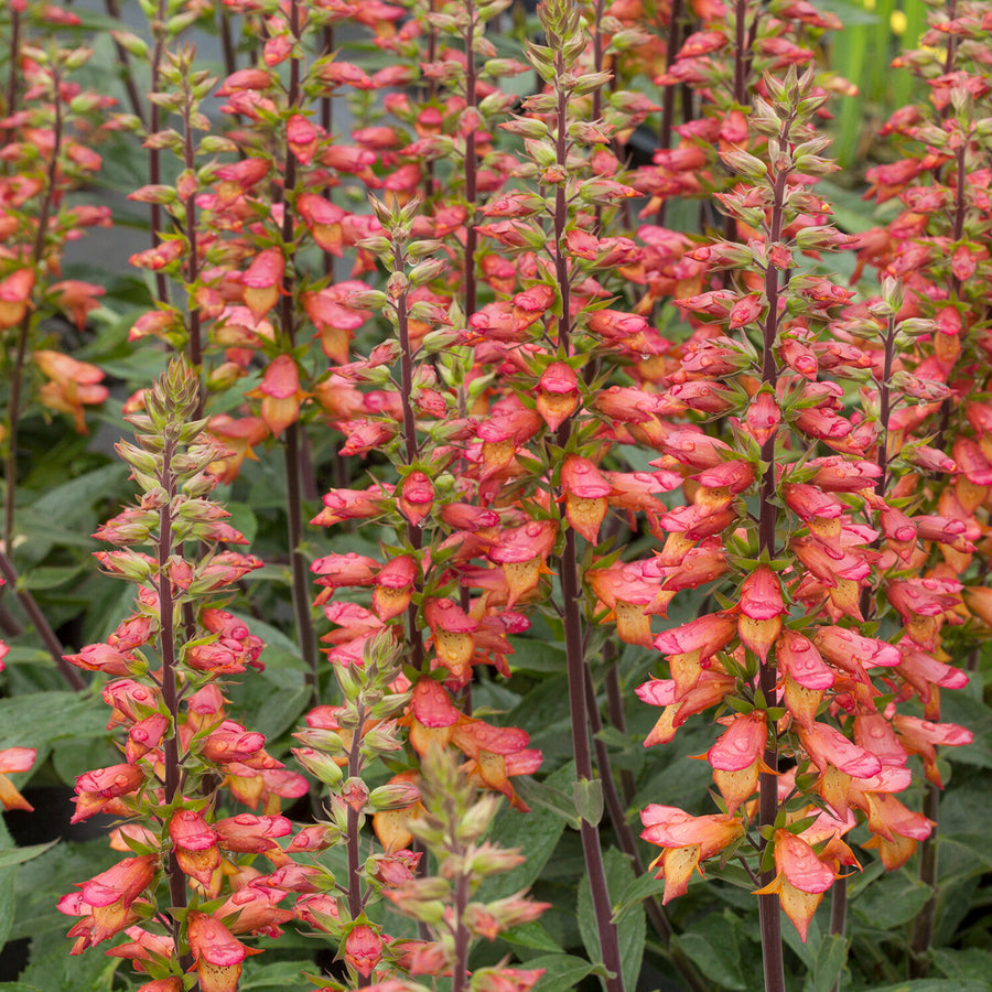 Foxglove Digitalis 'Firebird' 3 x Foxglove Digitalis 'Firebird' image3 4