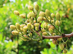 Pistachio Nut Tree (Pistacia)  1