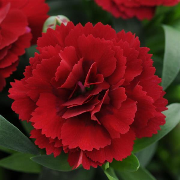 Dianthus caryophyllus 'Oscar Carnation'  14