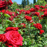 Dizzy Heights Bare Root Rose  3