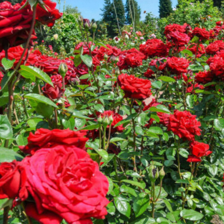 Dizzy Heights Bare Root Rose  3