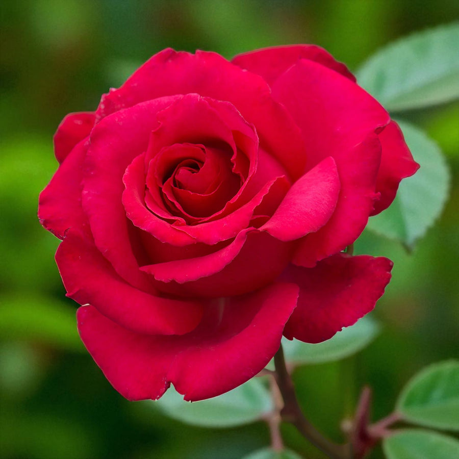 Dizzy Heights Bare Root Rose  1