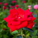 Dizzy Heights Bare Root Rose  2