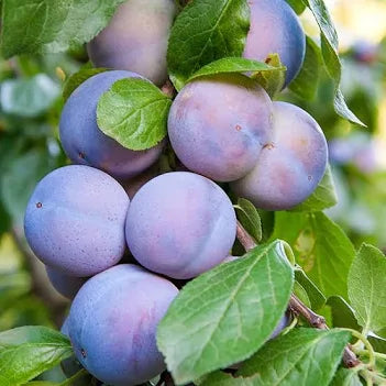 Plum Tree - 'Black Amber'  2