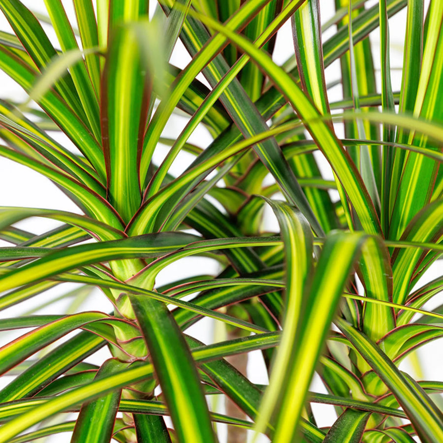 Dracaena Marginata Sunray  2