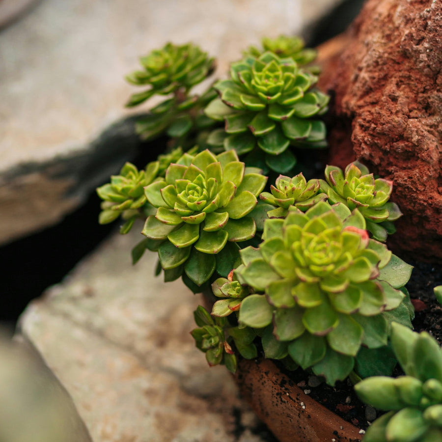 drought tolerant