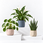 Bedroom Houseplant Collection - Chinese Money Plant, Peace Lily 'Alana' & Sansevieria Cylindrica Straight  1