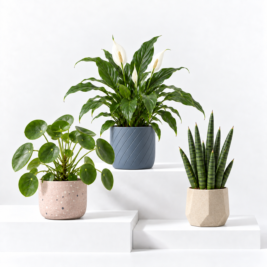 Bedroom Houseplant Collection - Chinese Money Plant, Peace Lily 'Alana' & Sansevieria Cylindrica Straight  1