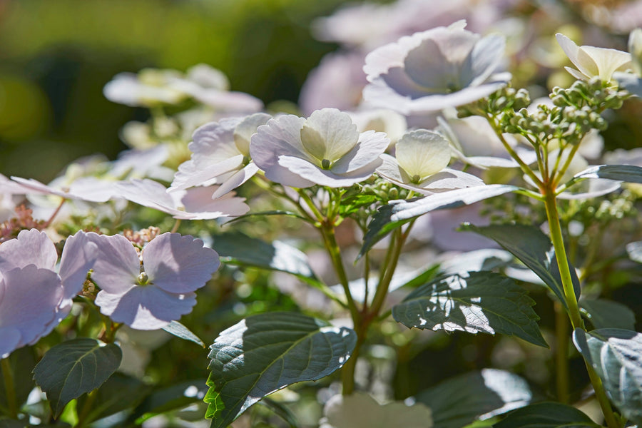 White Hydrangea Runaway Bride - Vertical Garland Hydrangea e884dea60046b24gc8741b0f46ade91a 3