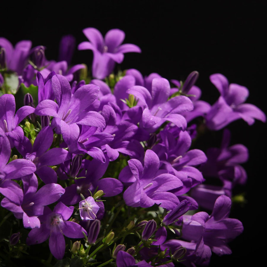 Campanula Porto (Bell-Flowers) e9c15321bdd24a7ecd921ab9a9094b8e 6