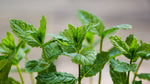 Large Mint Plant  2