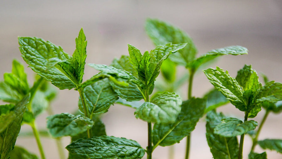 Large Mint Plant  2