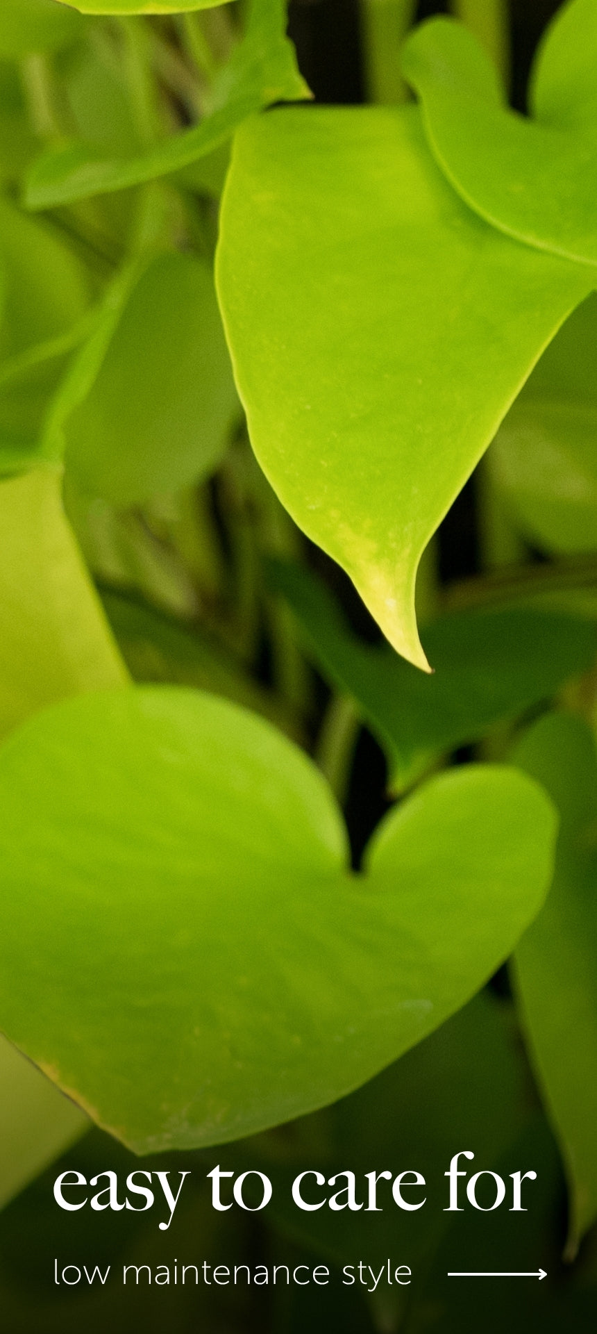 Close-up of green leaves with text 'easy to care for' and 'low maintenance style' on a blurred background.