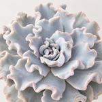 Echeveria Crispate Beauty Succulent  2