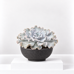 Echeveria Crispate Beauty Succulent  1