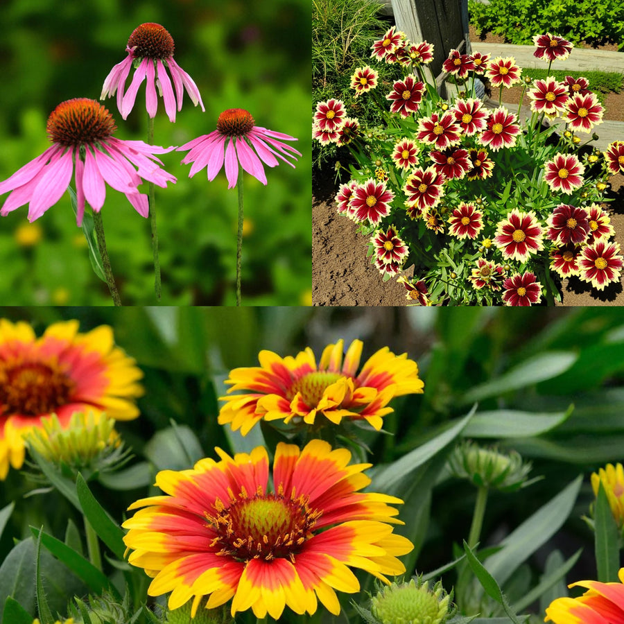 Echinacea, Coreopsis & Gaillardia Bare Root Mix  1