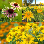 Echinacea, Rudbeckia & Helenium Bare Root Mix  1