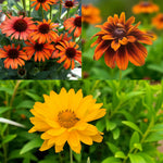 Echinacea, Rudbeckia & Heliopsis Bare Root Mix  1