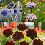 Echinops, Phlomis & Cosmos Bare Root Mix  1