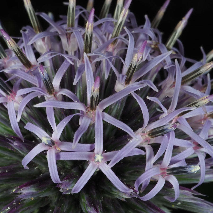 Echinops Ritro Echinops Ritro image3 4