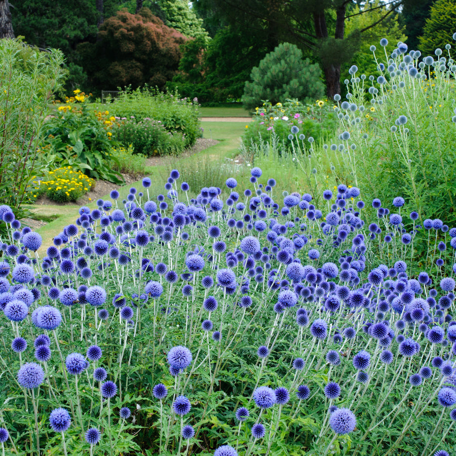 Echinops Ritro Echinops Ritro image2 3