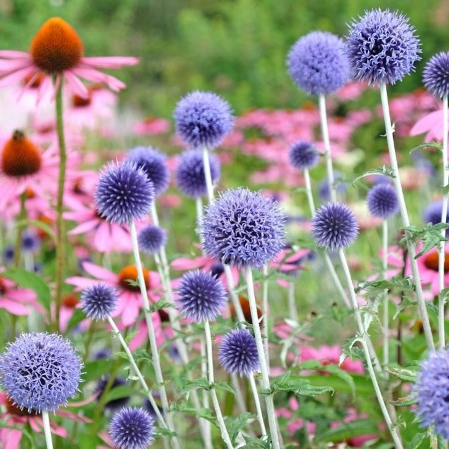 Echinops Ritro Echinops Ritro image1 1