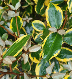 Elaeagnus Ebbingei ‘Viveleg’ Hedging Shrub  2