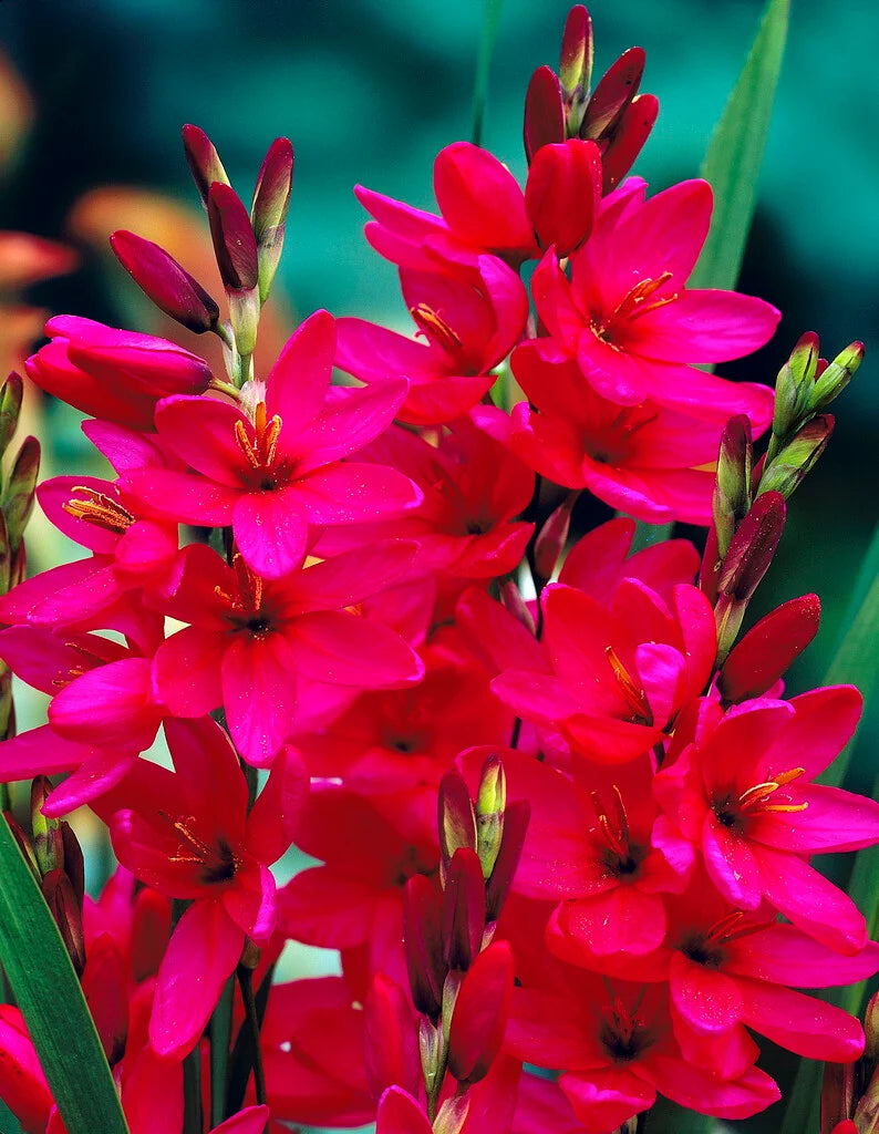Ixia Spring Bulbs  7