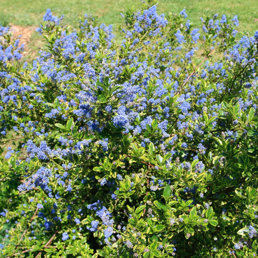 Ceanothus - El Dorado Ceanothus - 'El Dorado' image4 4
