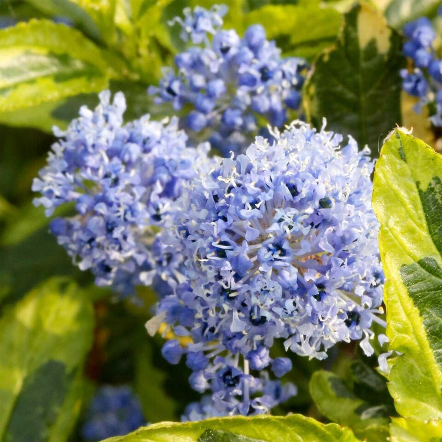 Ceanothus - El Dorado Ceanothus - 'El Dorado' image1 1